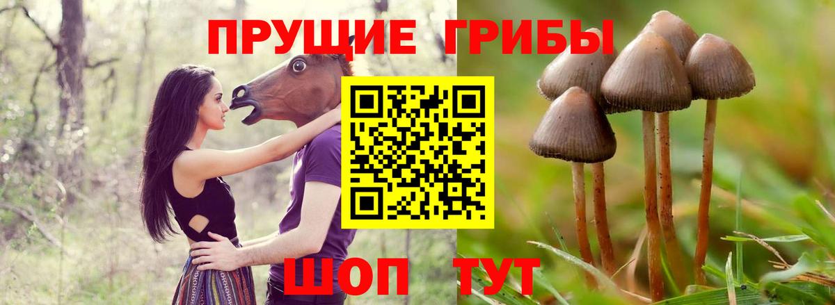 Псилоцибиновые грибы Psilocybine cubensis Пенза